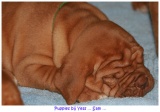 pups2007 188